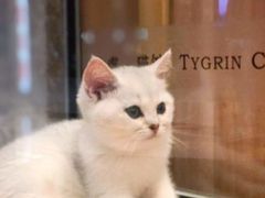 -袖虎·猫馆(体育西路店)