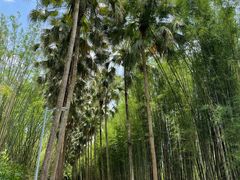 -中国科学院西双版纳热带植物园