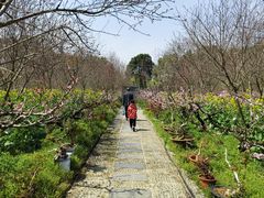 -南汇桃花村