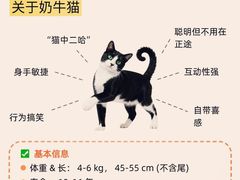 -翊宠yipet猫狗购宠庄园犬舍•猫舍