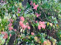 -梅州雁山湖国际花园度假区