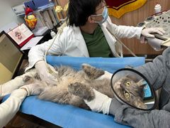 -瑞鹏宠物医院·内科·中兽医·骨科(苗圃店)