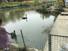 -鹅湖玫瑰文化园