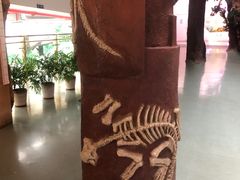 -安徽省地质博物馆