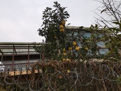 -潜山国家森林公园