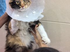 -北京观赏动物医院·24小时大型综合·猫专科·异宠专科