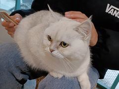 -喵屿·大理花园猫咖