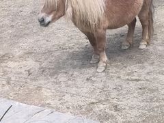 -成都动物园