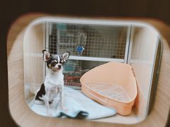 -藦茜花园宠物主题亲子互动体验馆(国顺东路店)