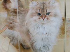 -猫十亿·布偶金渐层·曼基康矮脚猫舍(青年路店)