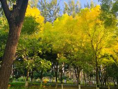 -大兴滨河森林公园