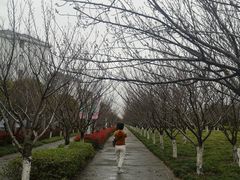 -高东镇樱花园