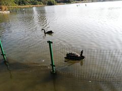 -五缘湾湿地公园