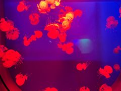 -福州罗源湾海洋世界旅游区