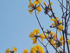 -东坡羽毛球馆(东坡南一路店)