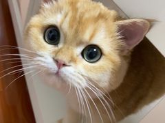 -东方名猫馆·英短金渐层布偶猫舍(环线广场1号楼店)