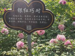 -洛阳市隋唐城遗址植物园