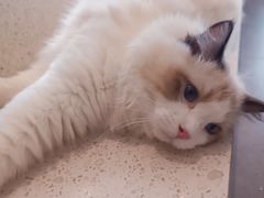 -飞行喵MR PILOT|猫舍·猫咖(静安大融城店)