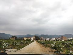 -天适樱花悠乐园