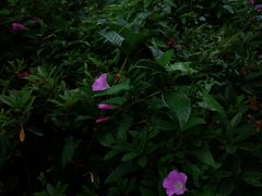 -新湖明珠城