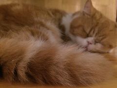 -喵园·猫主题咖啡厅·撸猫·猫咖(国贸店)