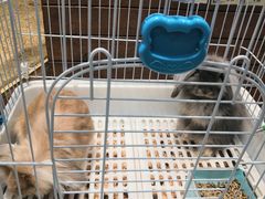 -龟与熊猫宠物公园(南坪店)