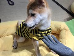 -逗柴咖啡屋·狗咖猫咖宠物桌游