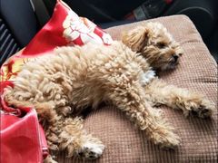 -芭比堂动物医院·犬猫全科·异宠专科(雁塔分院)