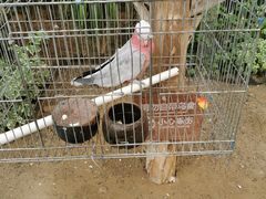 -南宫五洲植物乐园