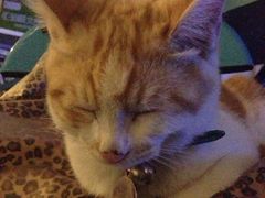 逗乐，我的包睡着舒服嘛-Sirena海妖日咖夜酒