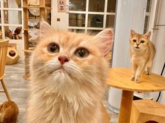 -楼上猫咖(罗湖店)