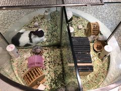-momokira米努特·德文卷毛猫·棉花面纱犬