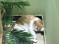 -藏猫猫咖啡主题馆(中央大道店)