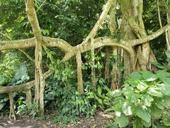 -中国科学院西双版纳热带植物园