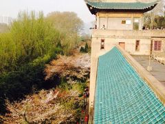 -武汉大学-樱园