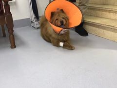 -达爱动物医院·犬猫分区·CT·复杂眼科(远洋山水分院)