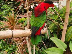 -南宫五洲植物乐园