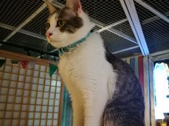 -小时光咖啡馆(开森度假森林店)