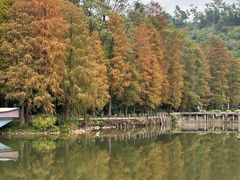 -深圳仙湖植物园