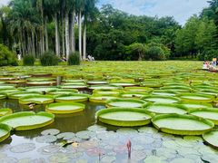 -中国科学院西双版纳热带植物园