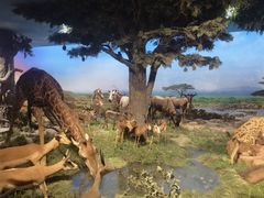 -国家自然博物馆