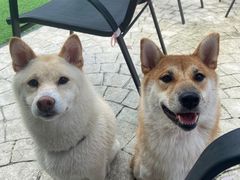 -汪说喵讲宠物乐园宠物酒店(红星美凯龙店)