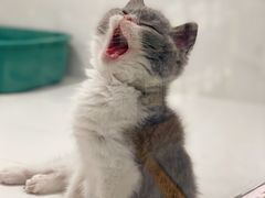 -1013 PET SHOP精品宠物商店(丁香店)