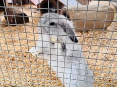 -费瑟代尔野生动物园