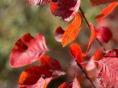 -北京西山国家森林公园