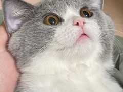 -lincat·猫舍(广州店)