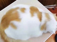 -鑫艺宠物美容培训学校