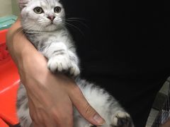 -猫咪博物馆(顶澳仔猫街店)