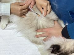 -瑞派蒂凯宠物医院·免疫点·宠保定点