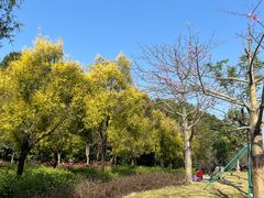 -王借岗森林公园